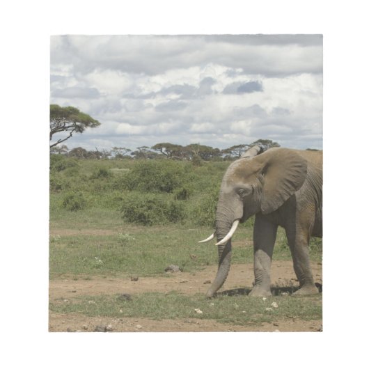 Bloc-note Afrique, Kenya, Parc national d'Amboseli, éléphant (Devant)