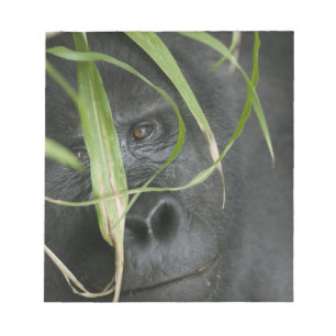 Bloc-note Afrique, Ouganda, Bwindi