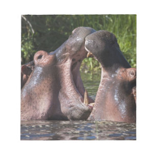 Bloc-note Afrique. Tanzanie. Hippopotame combat