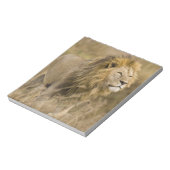 Bloc-note Afrique. Tanzanie. Lion mâle à Ngorongoro (Tourné)