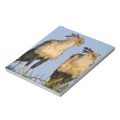 Bloc-note Afrique. Tanzanie. Secrétaire Birds à Ndutu (Tourné)