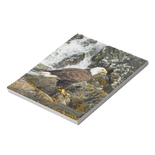 Bloc-note Aigle à tête blanche (Tourné)