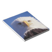 Bloc-note aigle à tête blanche, Haliaeetus leucocephalus, (Incliné)