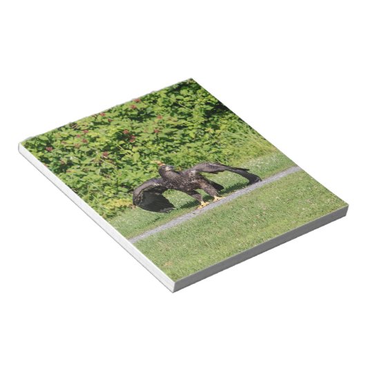 Bloc-note Aigle à tête blanche juvénile (Incliné)