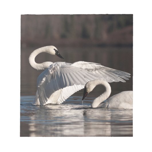 Bloc-note Aimer les cygnes (Devant)