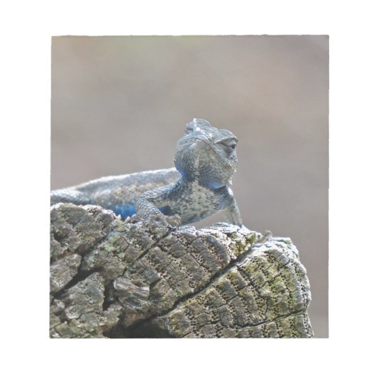 Bloc-note Alligator du ventre bleu Lizard (Devant)