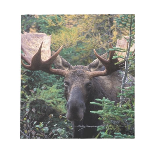 Bloc-note Amérique du Nord, Canada, Nouvelle-Écosse, Cap-Bre (Devant)