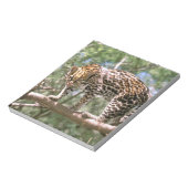 Bloc-note Amérique du Sud, Equateur, Amazonie. Ocelot (Tourné)