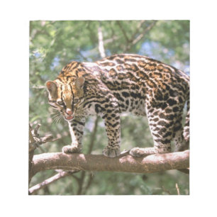 Bloc-note Amérique du Sud, Équateur, Amazonie. Ocelot