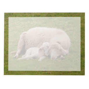 Bloc-note Animaux de bébés cutest   Agneau dormant souriant