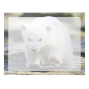 Bloc-note Animaux de bébés cutest   Bébé Ours polaire