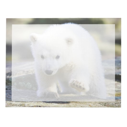Bloc-note Animaux de bébés cutest | Bébé Ours polaire (Devant)