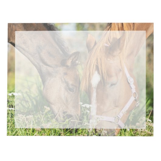 Bloc-note Animaux de bébés cutest | Colt à cheval (Devant)
