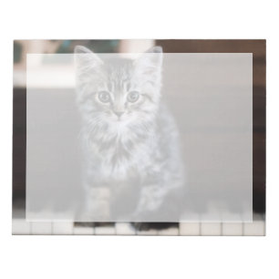 Bloc-note Animaux de bébés cutest   Kitten sur Touches de pi