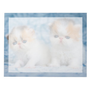 Bloc-note Animaux de bébés cutest Persian Calico Kitten