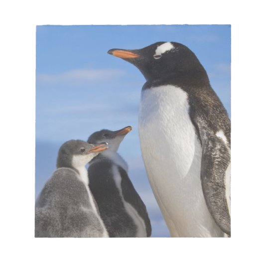 Bloc-note Antarctique, Anse Neko. Manchot gentoo 2 (Devant)