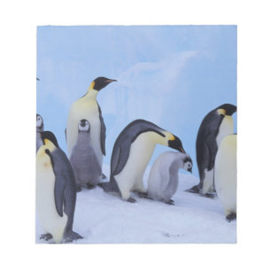 Bloc-note Antarctique, Emporer Penguins