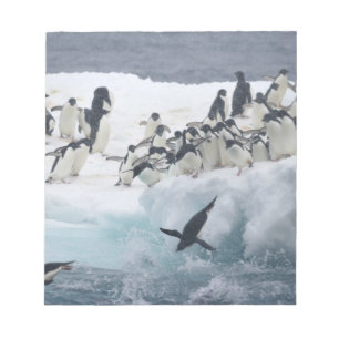Bloc-note Antarctique, île Paulet. Manchots Adélie