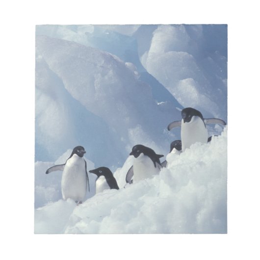 Bloc-note Antarctique. Manchots Adélie (Devant)