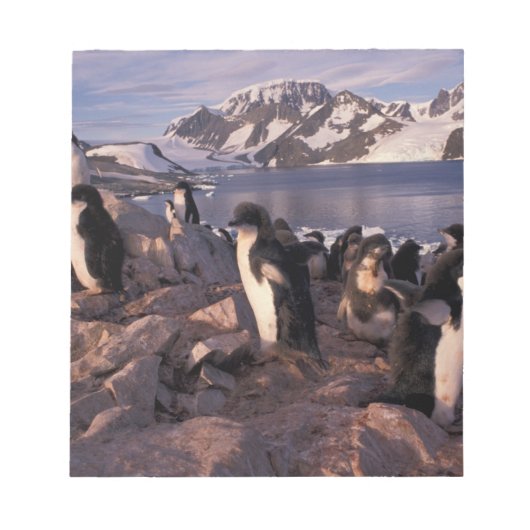 Bloc-note Antarctique, poussins de pingouin d'Adelie (Devant)