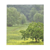 Arbre isolé dans un champ agricole, Toscane, 2