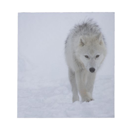 Bloc-note Arctic wolf (Devant)