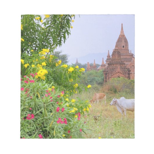 Bloc-note Asie, Myanmar (Birmanie), Bagan (Pagan). Vaches (Devant)