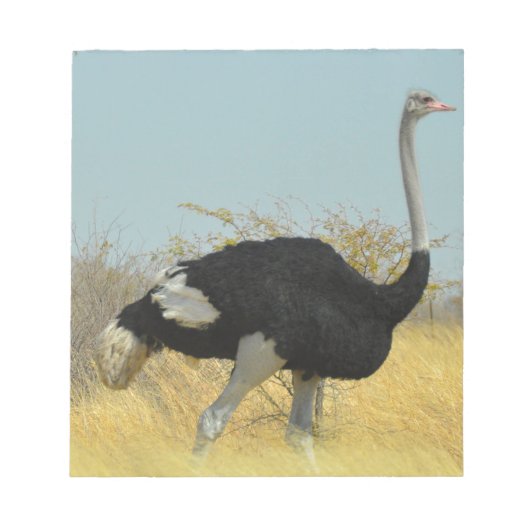 Bloc-note Autruche en course (Devant)