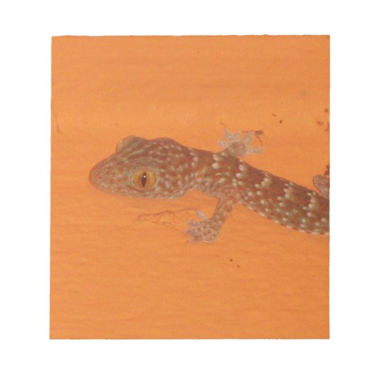 Bloc-note Baby Tokay Gecko (Devant)