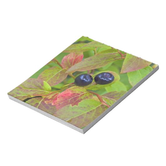 Bloc-note Baies mûres dans le Flathead National (Tourné)