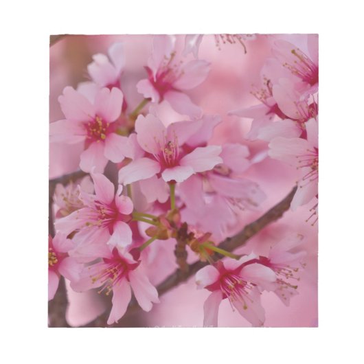 Bloc-note Bathed in Pink Japanese Cherry (Devant)