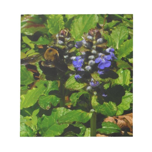 Bloc-note Baume d'abeille pourpre et bourdon (Devant)