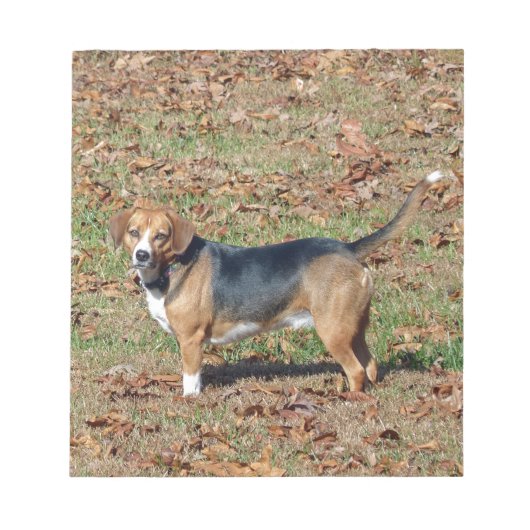 Bloc-note Beagle (Devant)