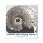 Bloc-note Beau fossile de pyrite ammonite montrant sutures (Devant)