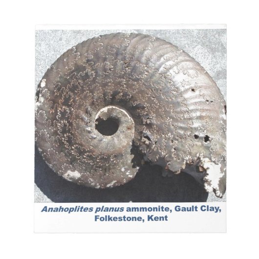 Bloc-note Beau fossile de pyrite ammonite montrant sutures (Devant)