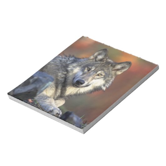 Bloc-note Beau loup (Tourné)