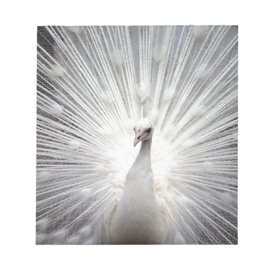 Bloc-note Beau paon blanc (Devant)