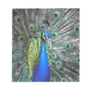 Bloc-note Beau paon étalant des plumes colorées