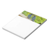 Bloc-note Bébé Grange hirondelle Nature Oiseau Photographie (Tourné)