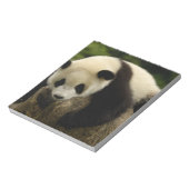 Bloc-note Bébé panda géant (Ailuropoda melanoleuca) (Tourné)