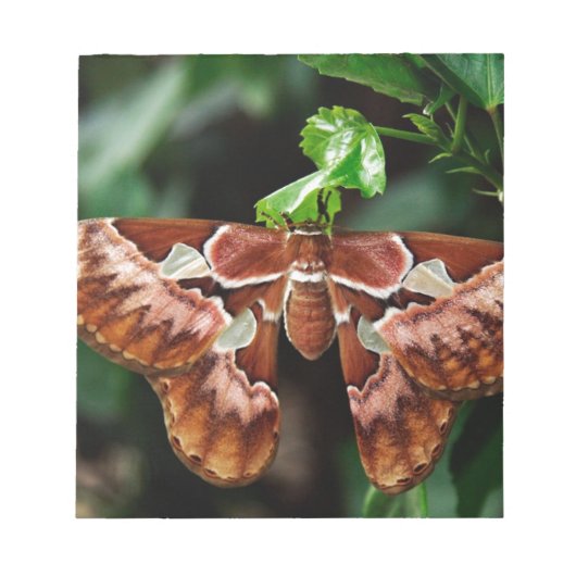 Bloc-note Belle Moth Atlas (Devant)