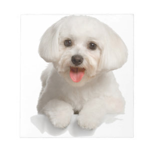 Bloc-note Bichon Frise Puppy
