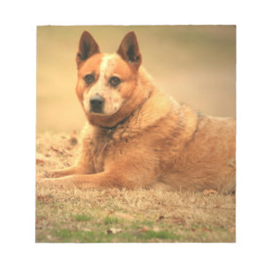 Bloc-note Bloc - notes rouge australien de chien de bétail