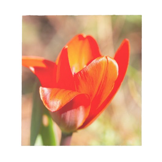Bloc-note Blossom de la tulipe rouge (Devant)