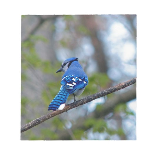 Bloc-note Blue Jay (Devant)