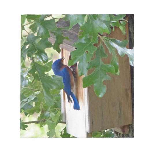 Bloc-note Bluebird à la maison (Devant)