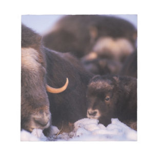 Bloc-note bœuf musqué, Ovibos moschatus, vache avec nouveau-