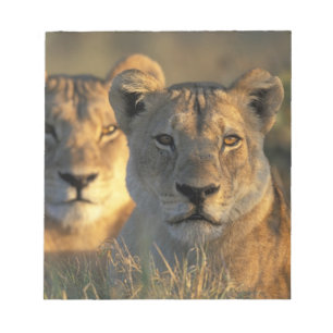 Bloc-note Botswana, parc national de Chobe, Lionnes