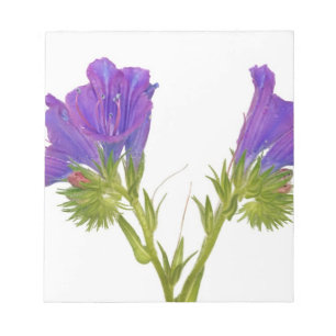Bloc-note Bugloss vipères pourpres (echium plantagineum)