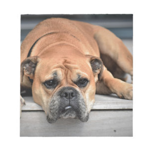 Bloc-note Bull Dog